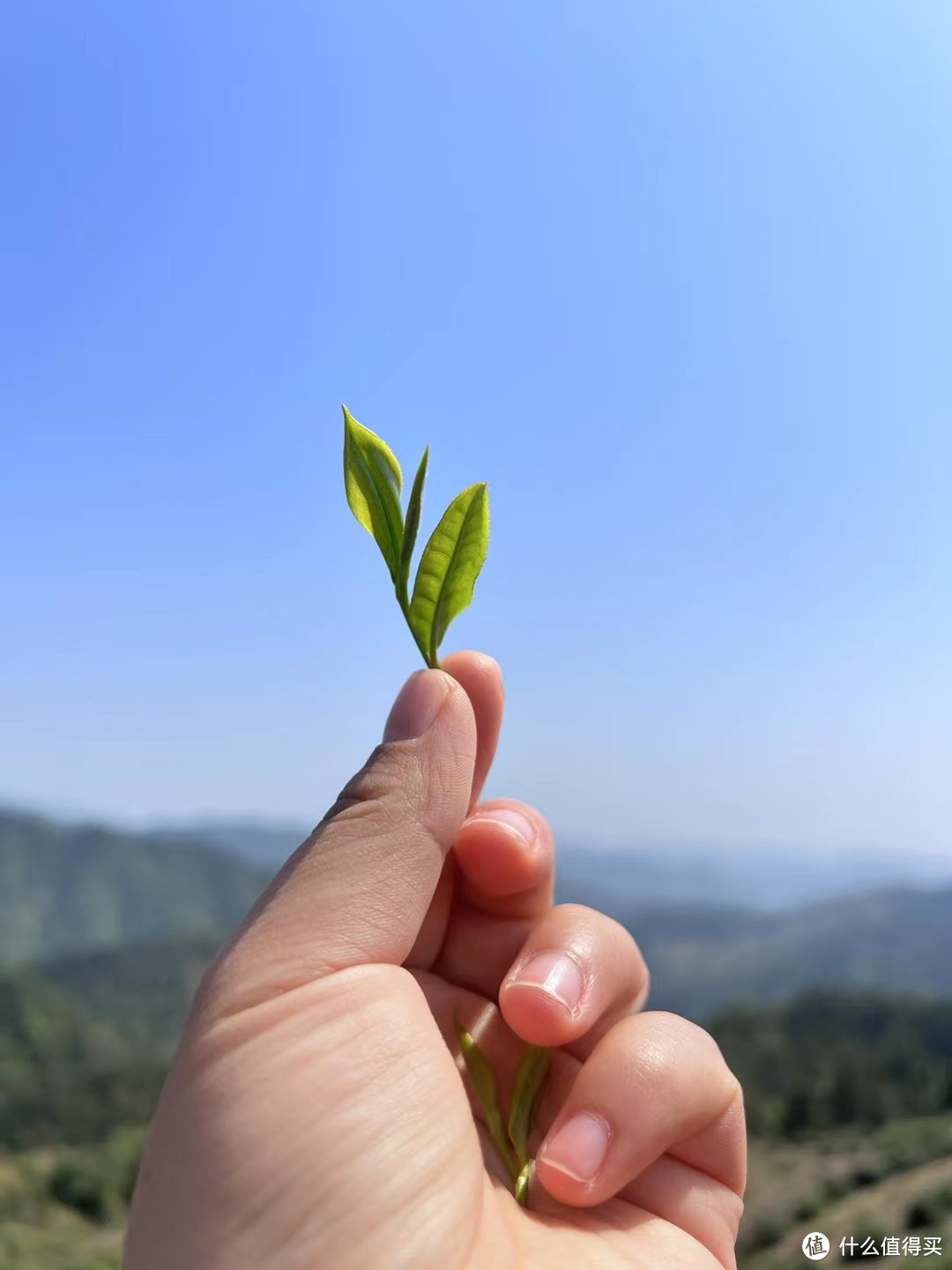 千年禅寺旁的茶园采茶