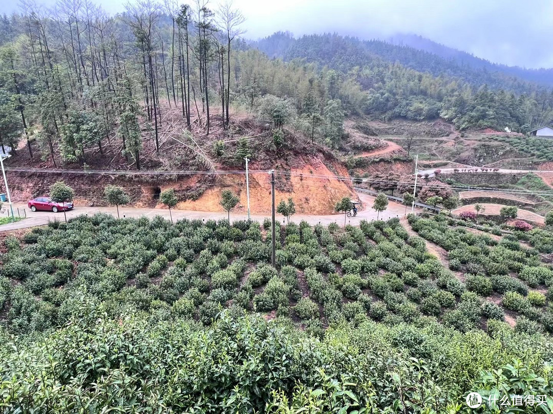 千年禅寺旁的茶园采茶