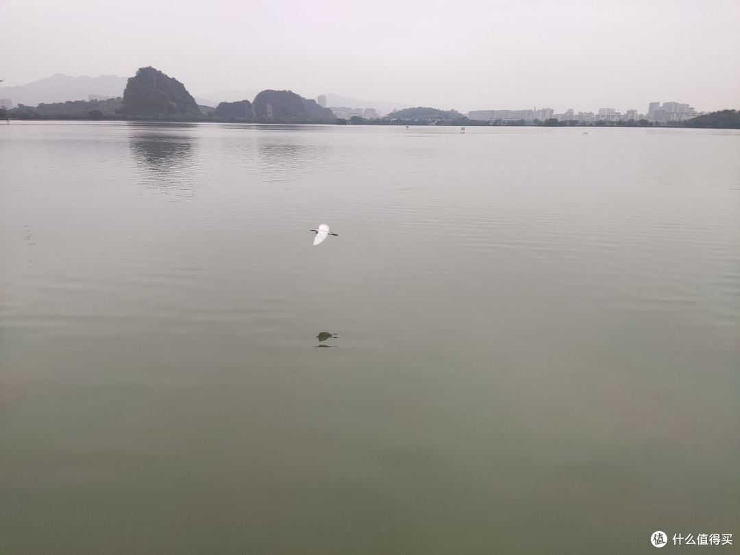 白鹭