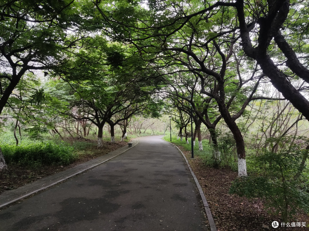 林荫小道