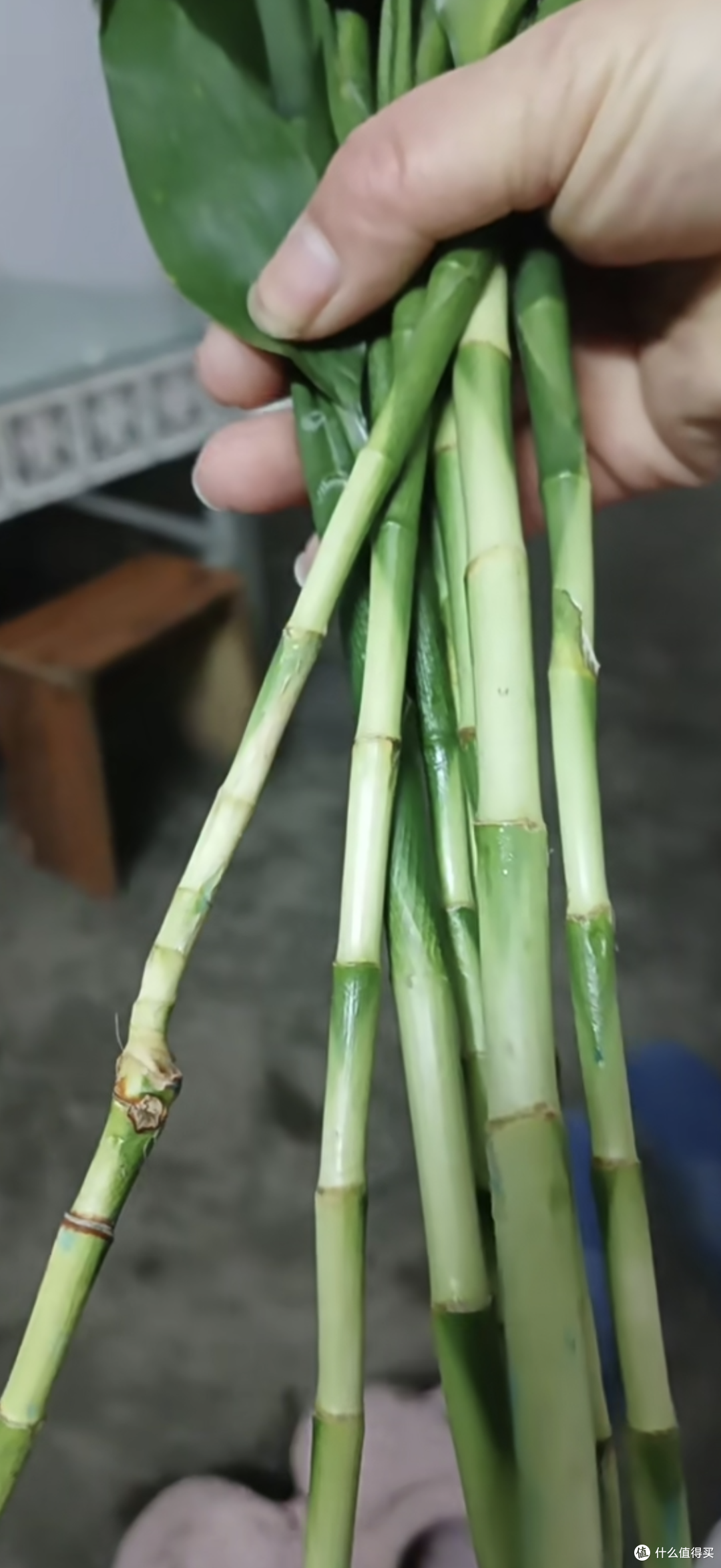 好运竹怎么养才不容易死。