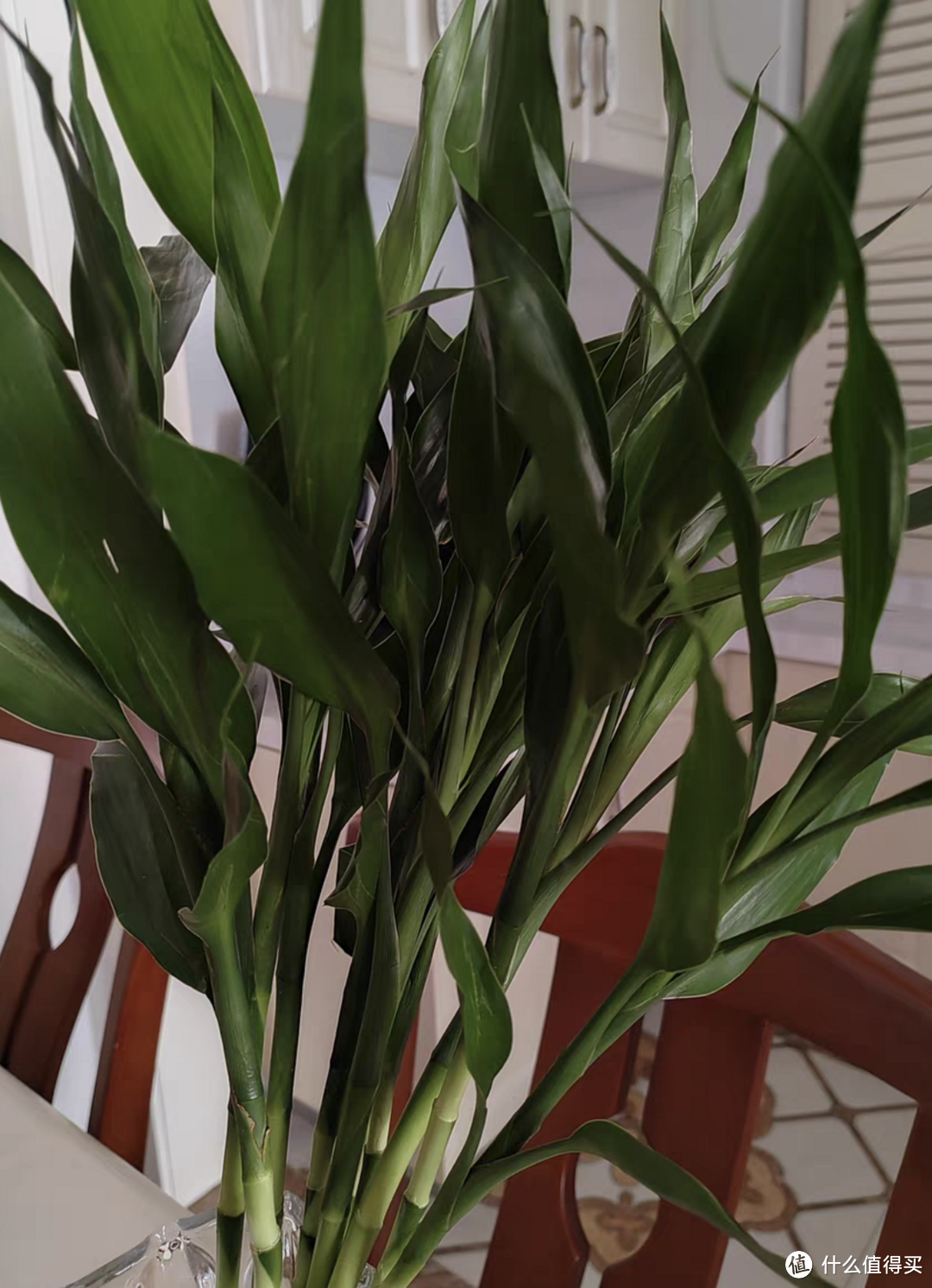 植物放在新房子里能除甲醛吗？