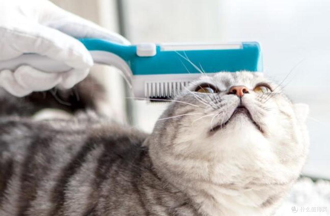 关于养宠物猫,这些日常清洁问题不能忽视!