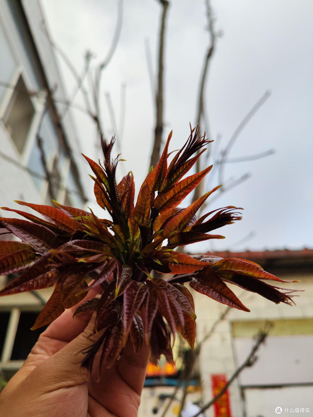 刚摘到的头茬顶芽
