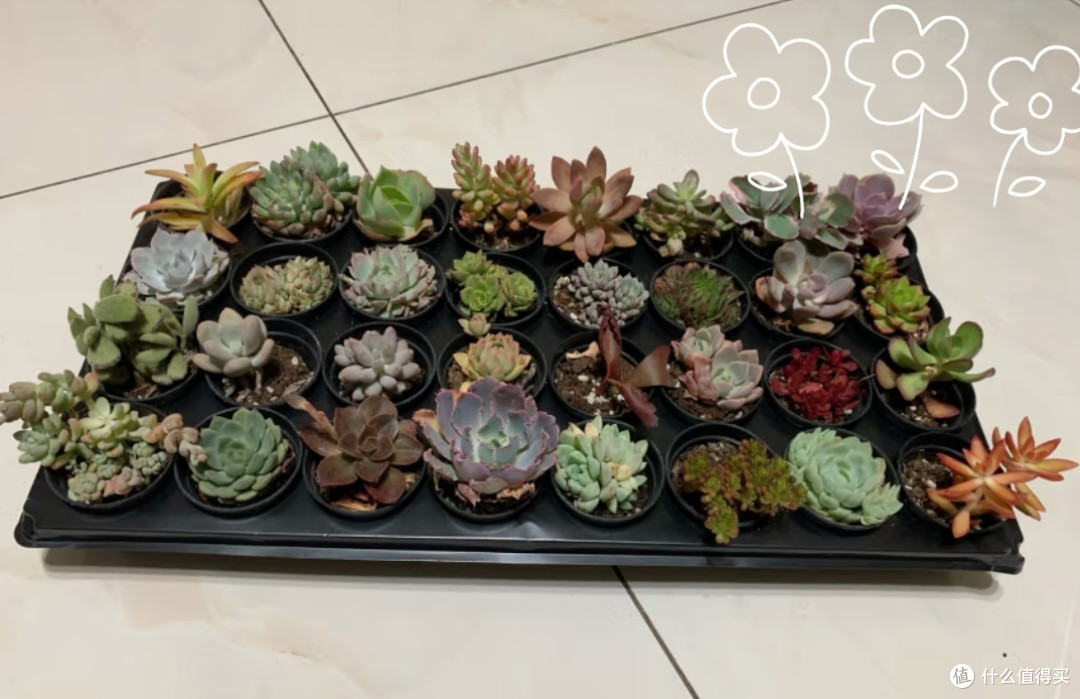 多肉植物怎么养—多肉养护指南