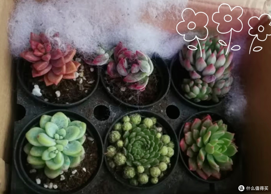 多肉植物怎么养—多肉养护指南