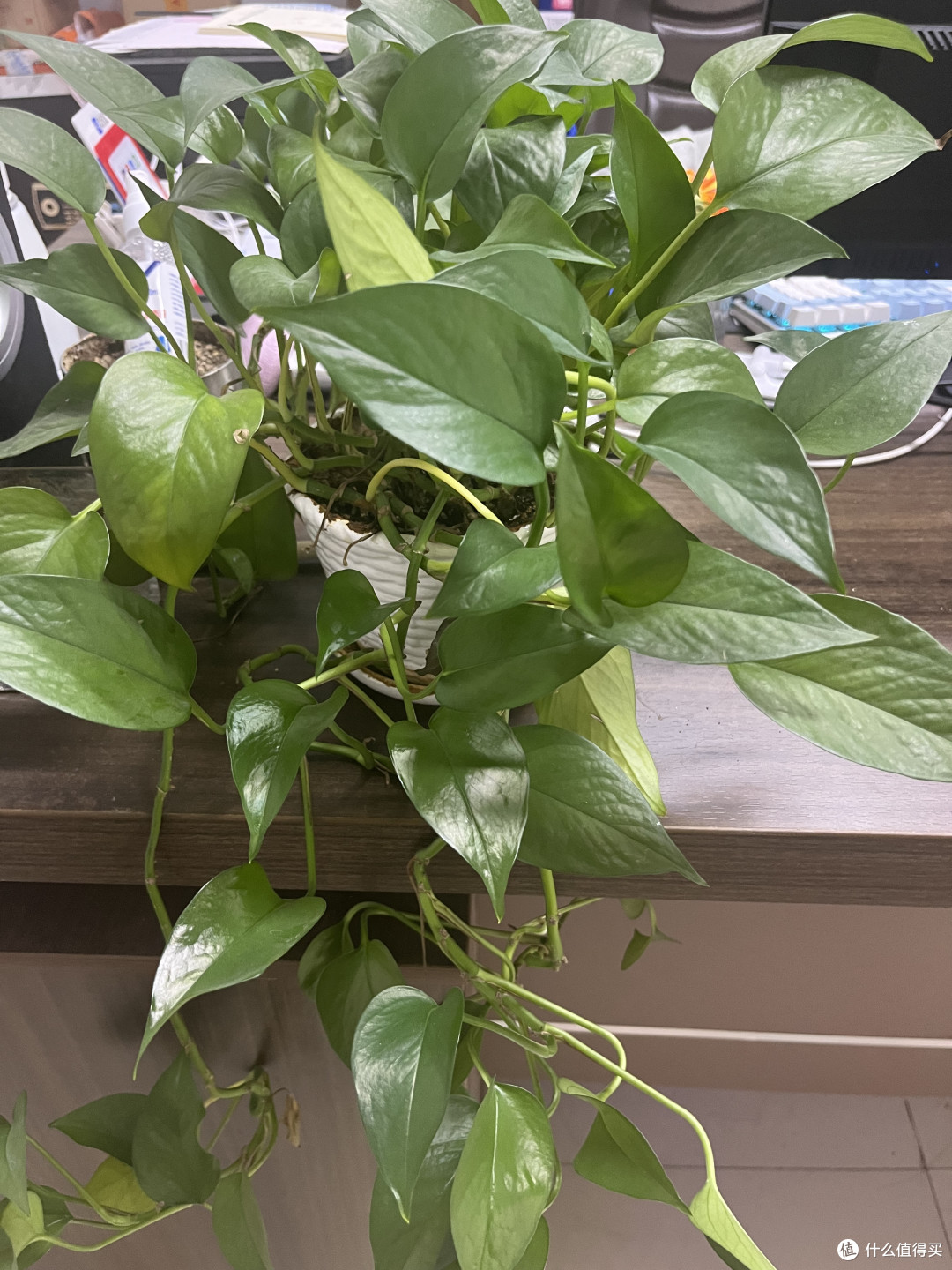 论生命力顽强的绿植非绿萝莫属，超适合办公室种植。