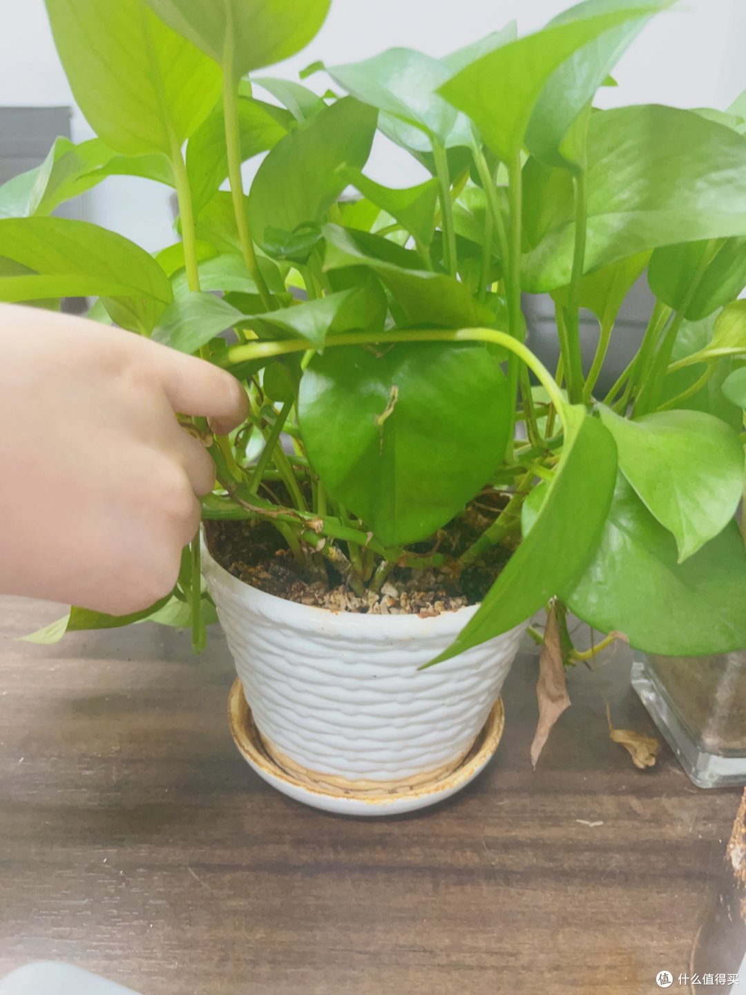 论生命力顽强的绿植非绿萝莫属，超适合办公室种植。
