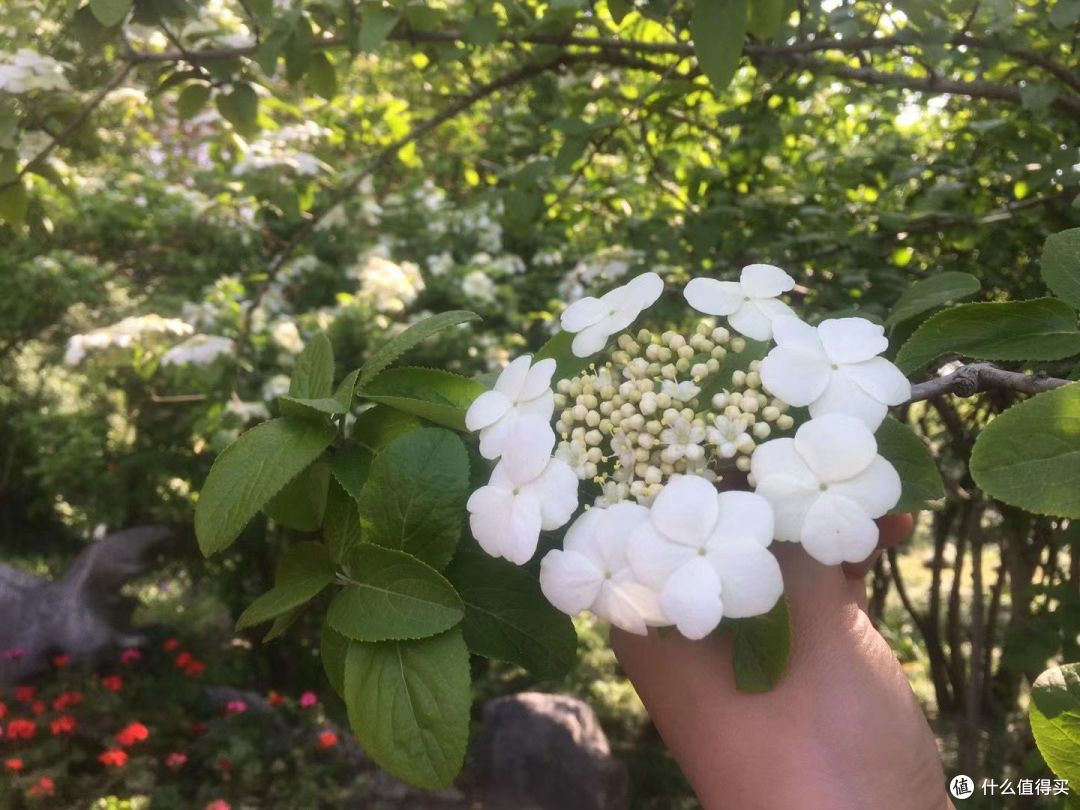 春日出游计划，烟花三月下扬州。