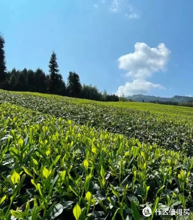 茶饮介绍之茶叶种类——篇一