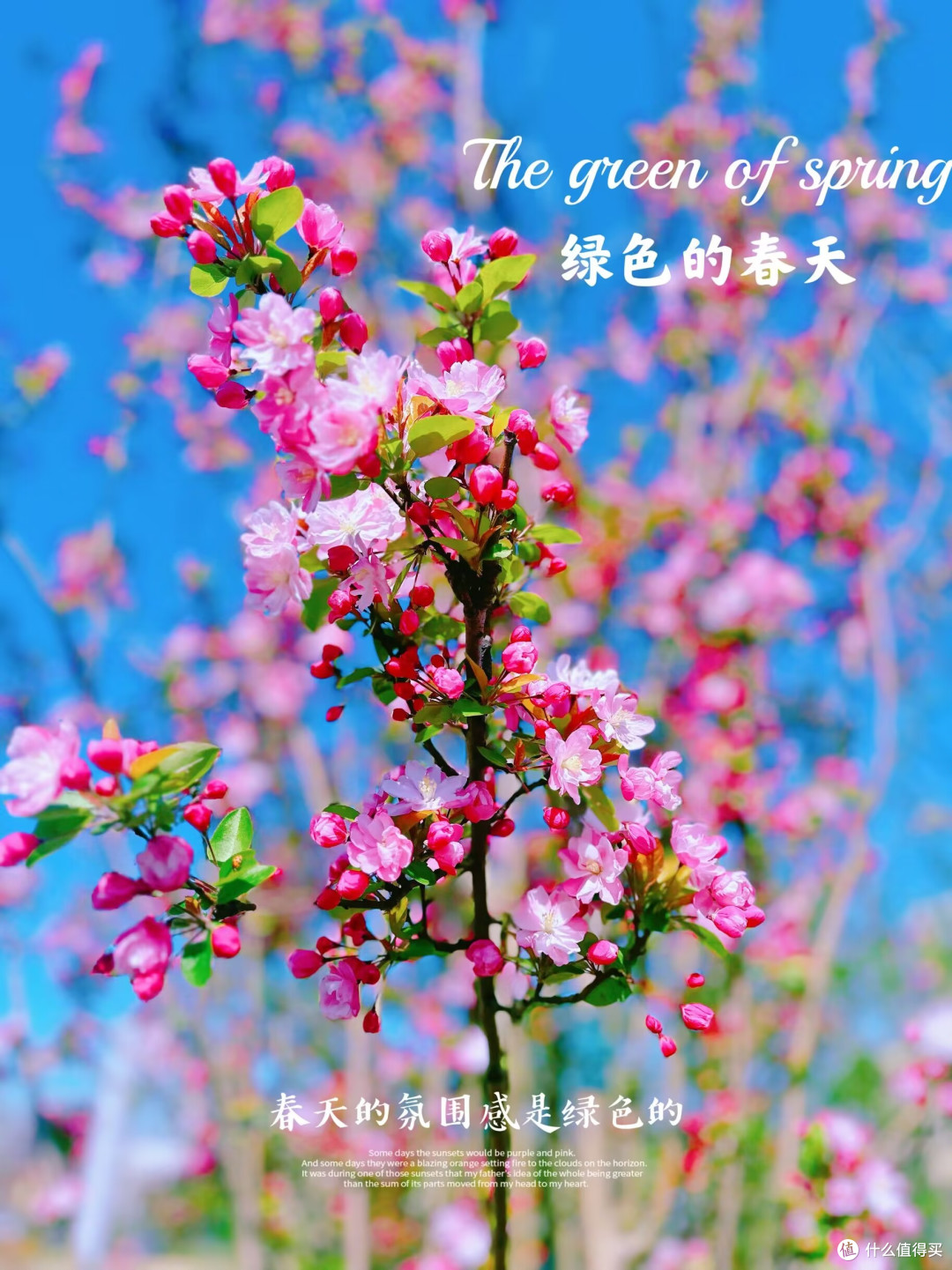 春日出游,只要走出去都是风景