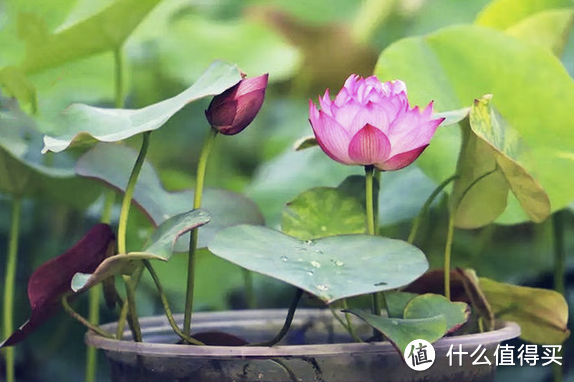 平价室内植物盆栽推荐，基本10元左右，有需要的值友可以看看