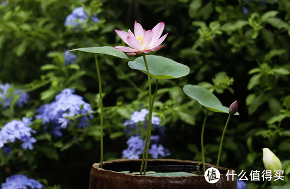 平价室内植物盆栽推荐，基本10元左右，有需要的值友可以看看