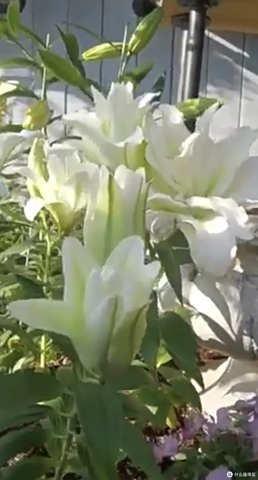 室内养花是完全可以的。