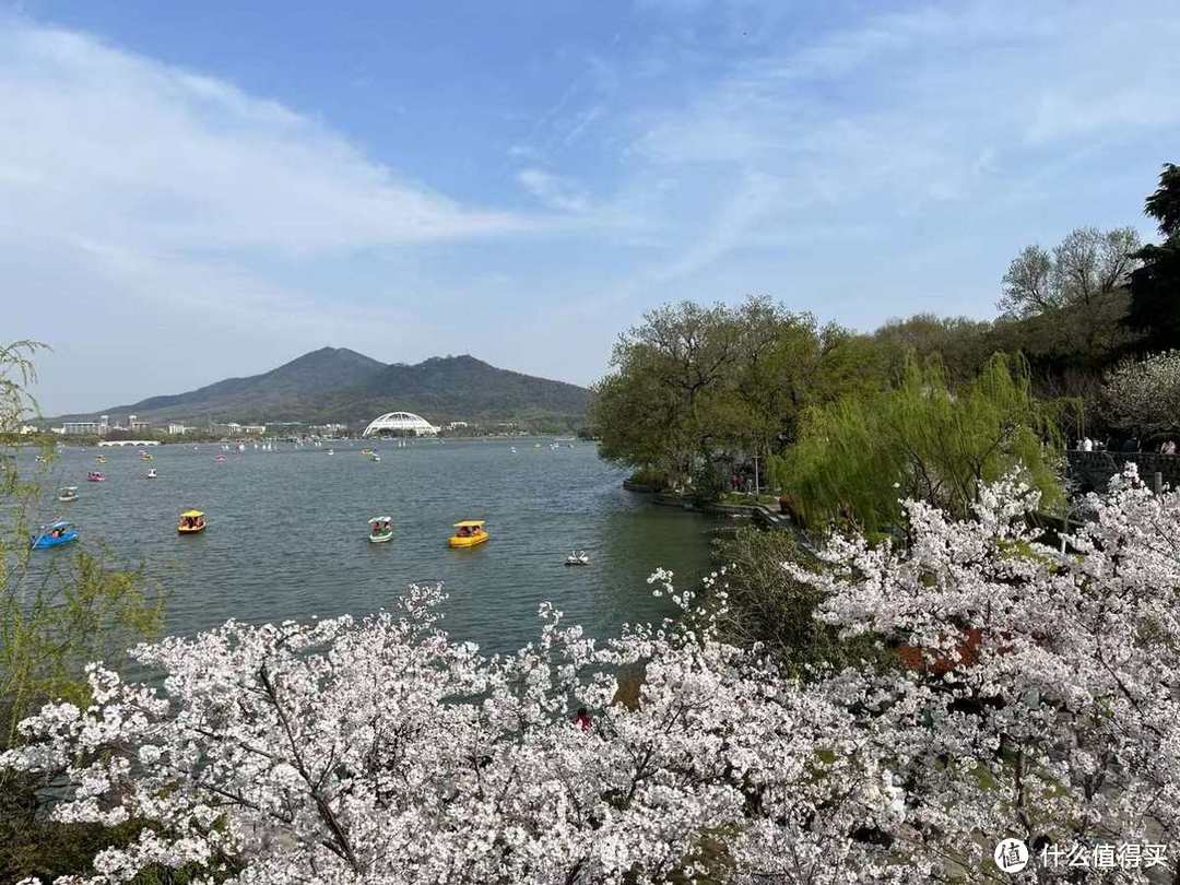 吐槽南京的旅游帖子刷屏，你们可别来南京看樱花