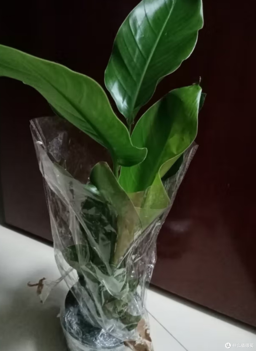 高颜值的天堂鸟,好看又好养