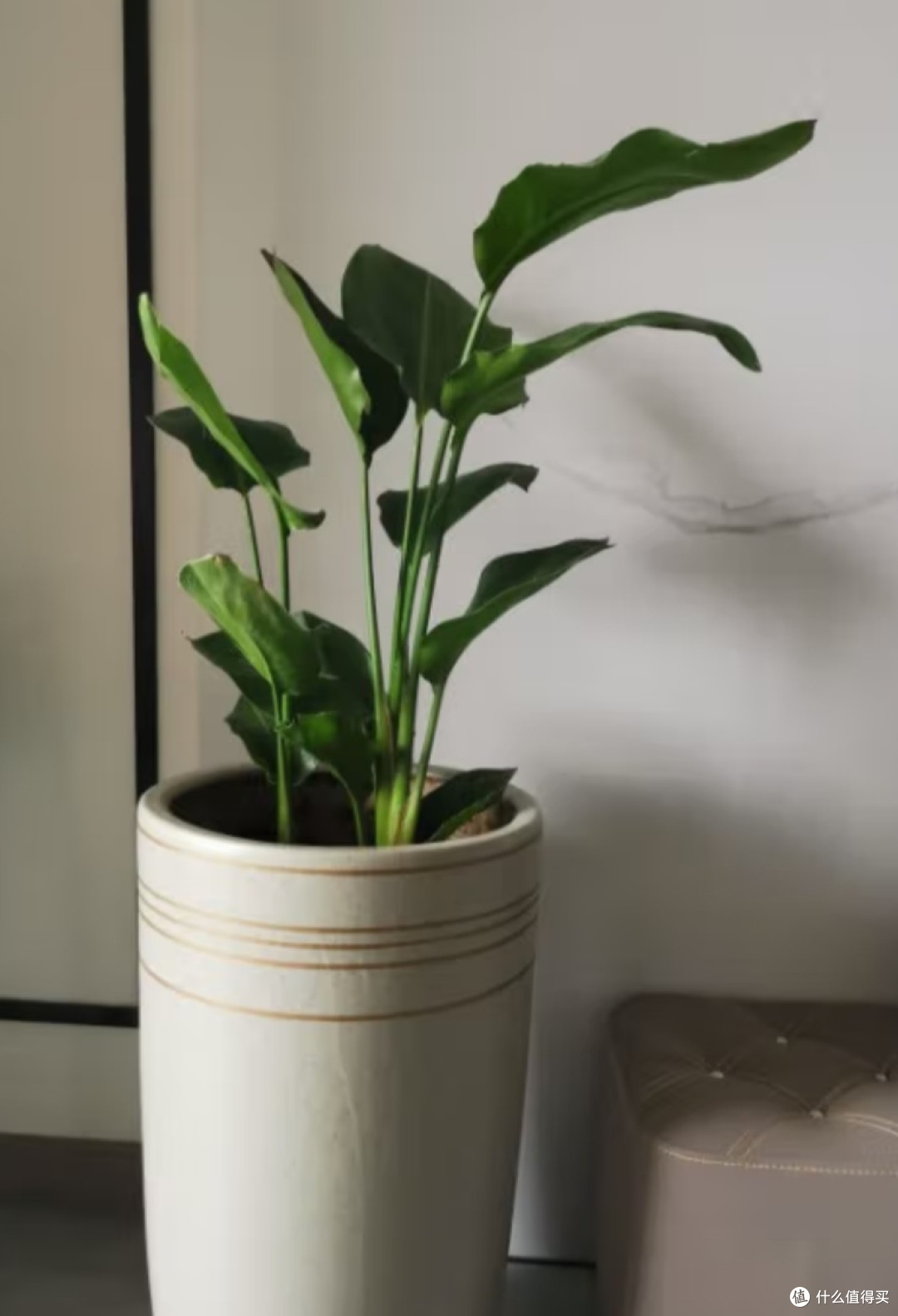 高颜值的天堂鸟,好看又好养