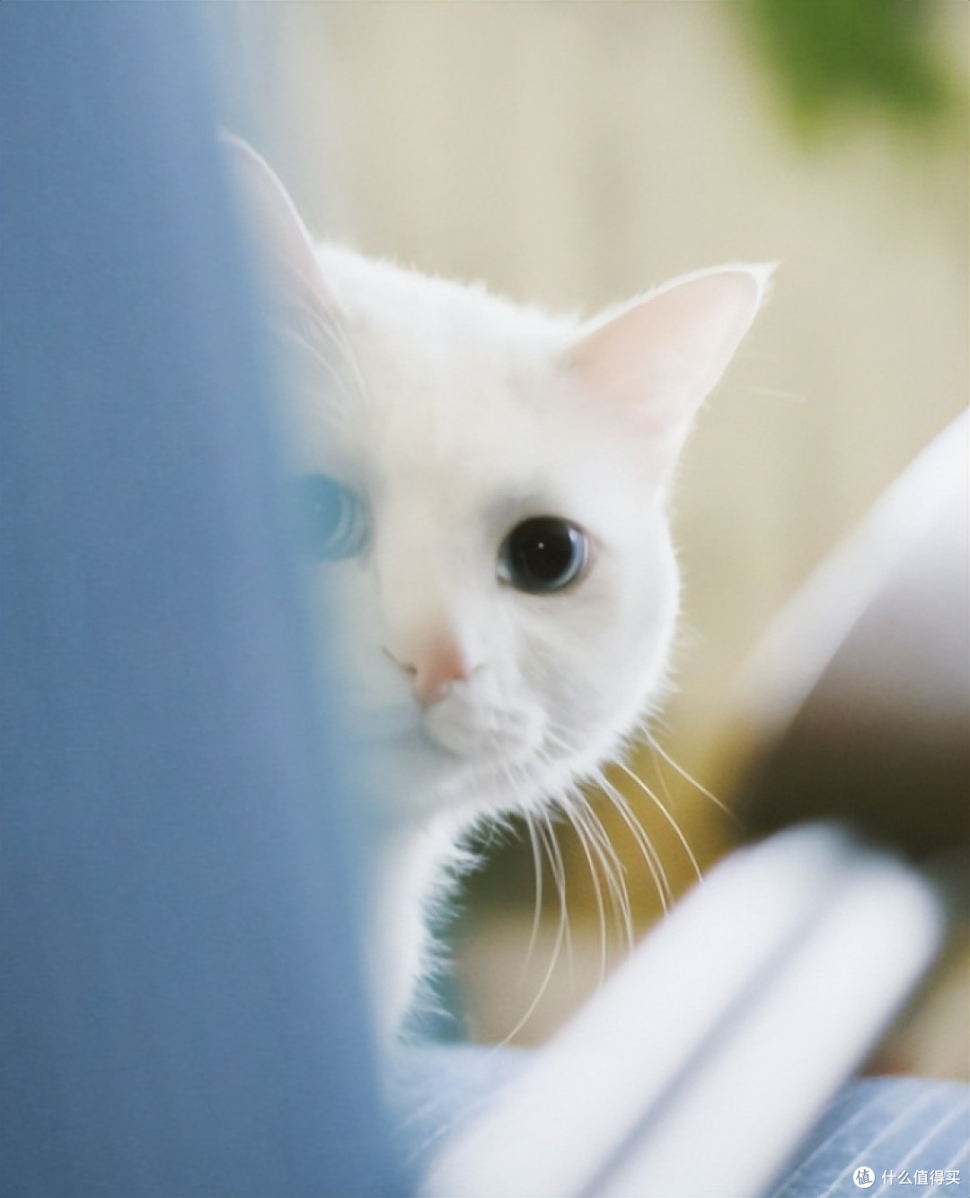 看到这12种猫咪的优缺点,你喜欢哪一个?