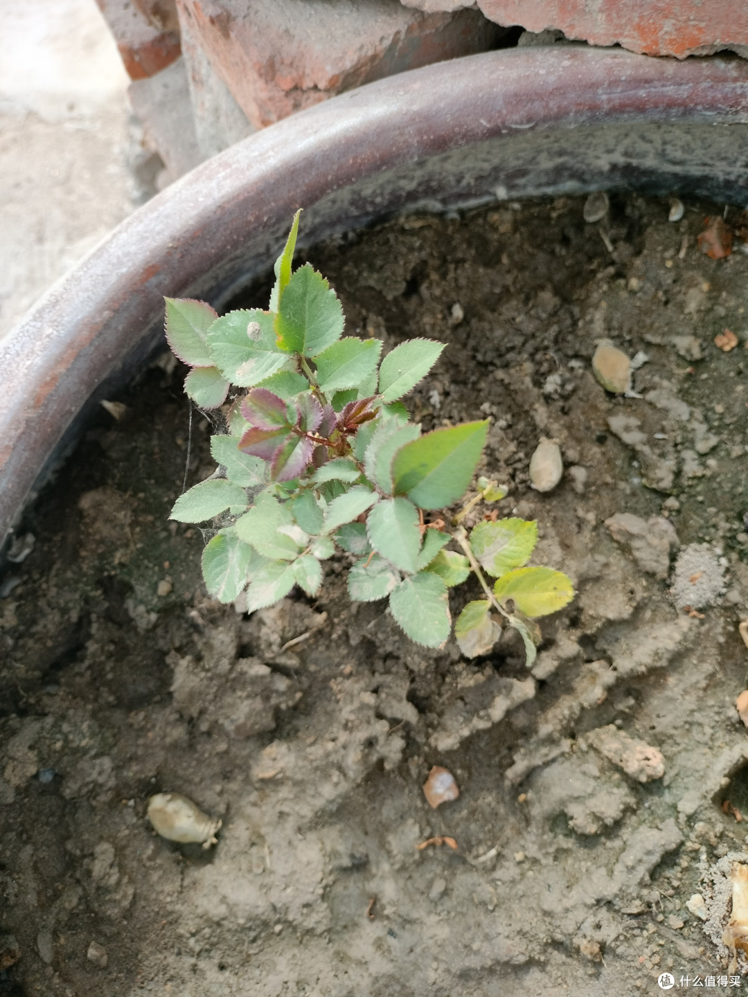 这种植物很好养护，四季开花的月季