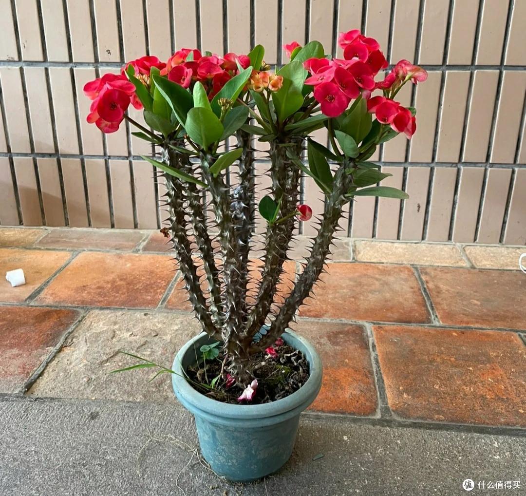 这4种花，不适合在家里养，你家要有，赶快扔