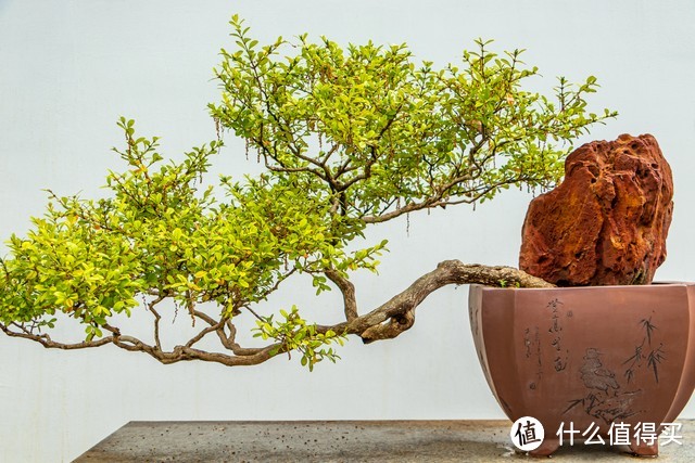 4种“寿星树”摆客厅，寓意好又贵气，养护简单，能养上百年