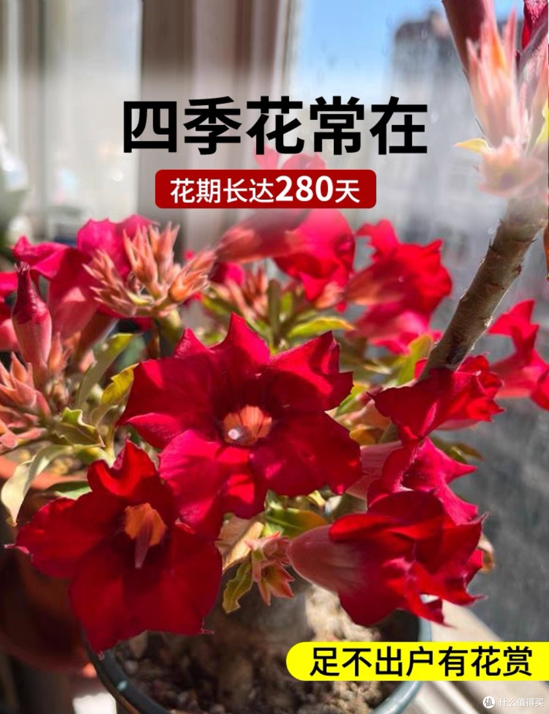 几个月不浇水还活的好好的绿植，懒人必养！