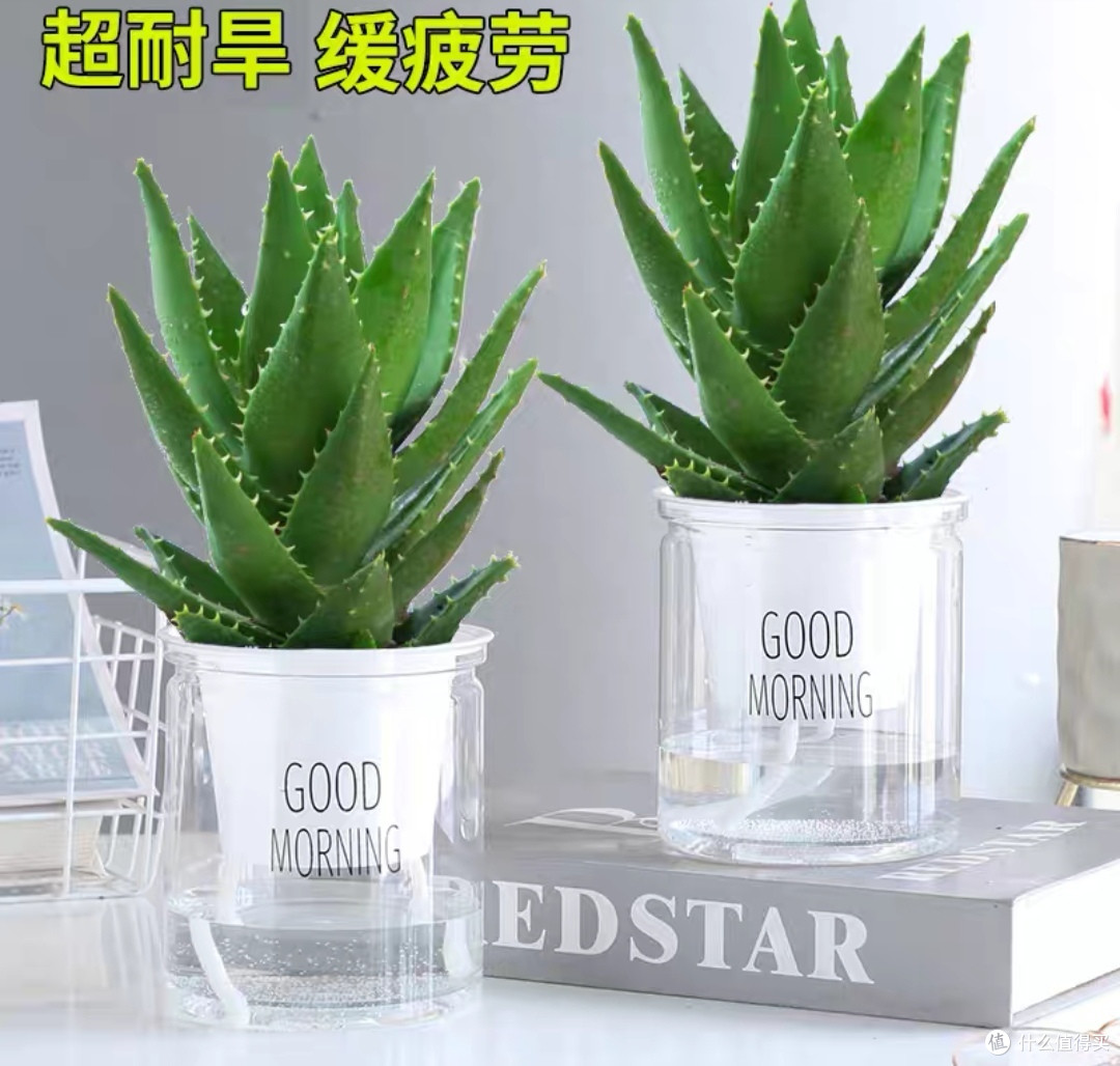 几个月不浇水还活的好好的绿植，懒人必养！