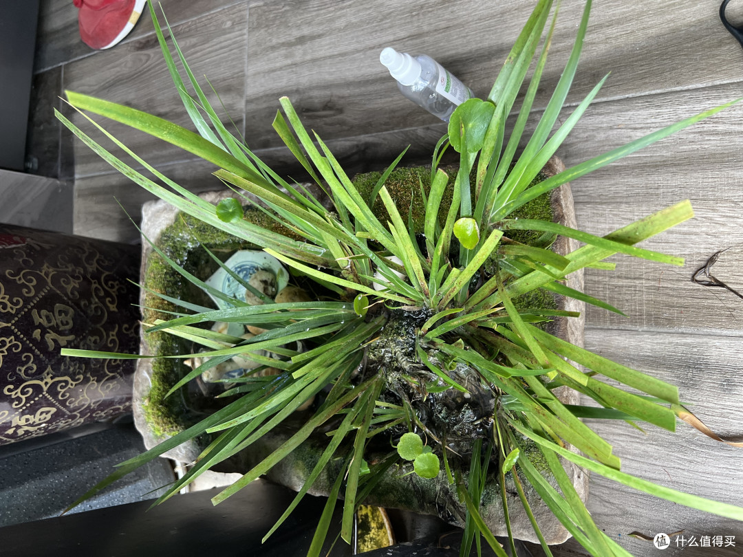 水培的菖蒲和铜钱草特别好养活
