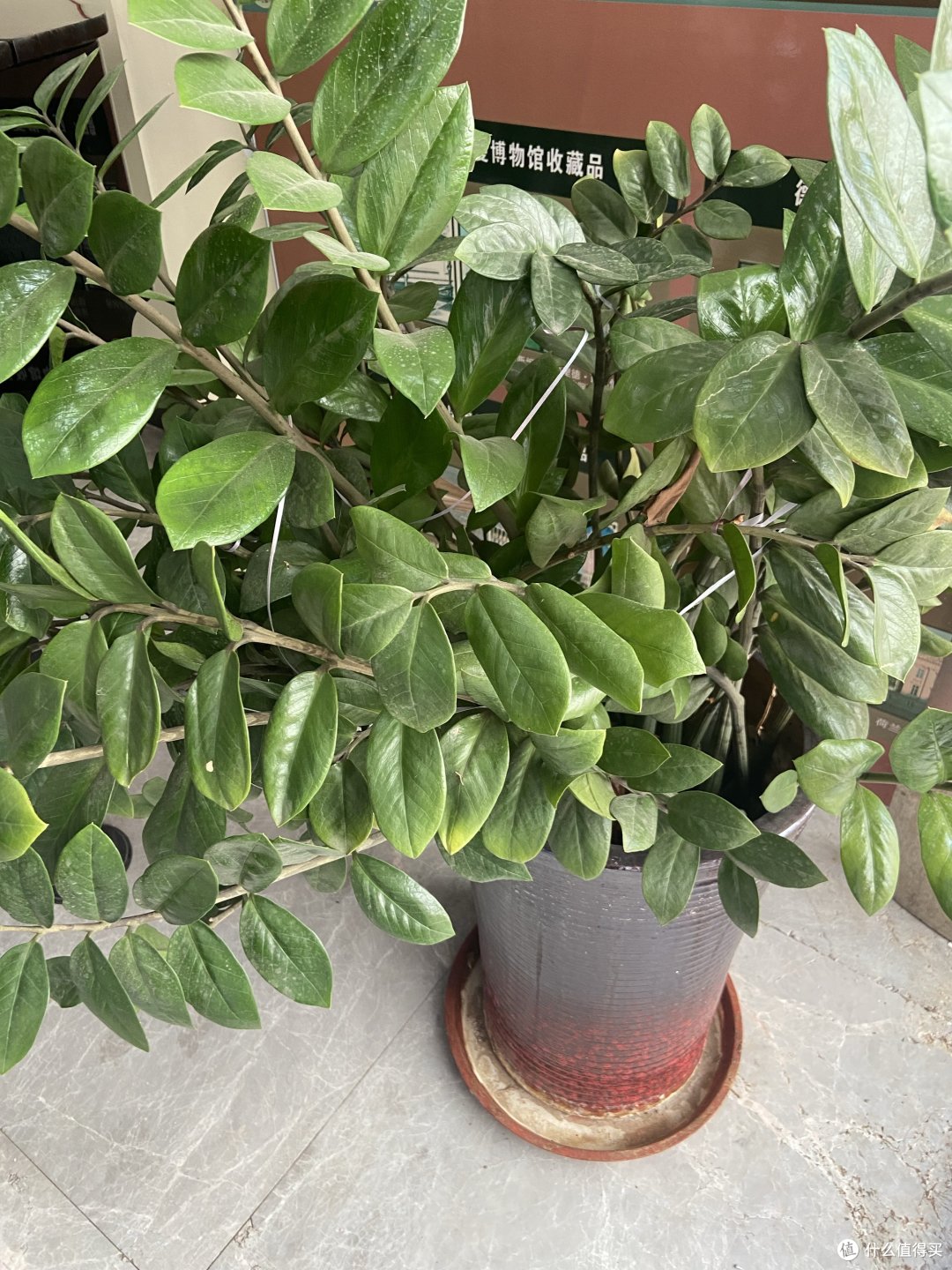 大家知道金钱树吗?寓意吉祥又比较好养的植物,你也试试吧!