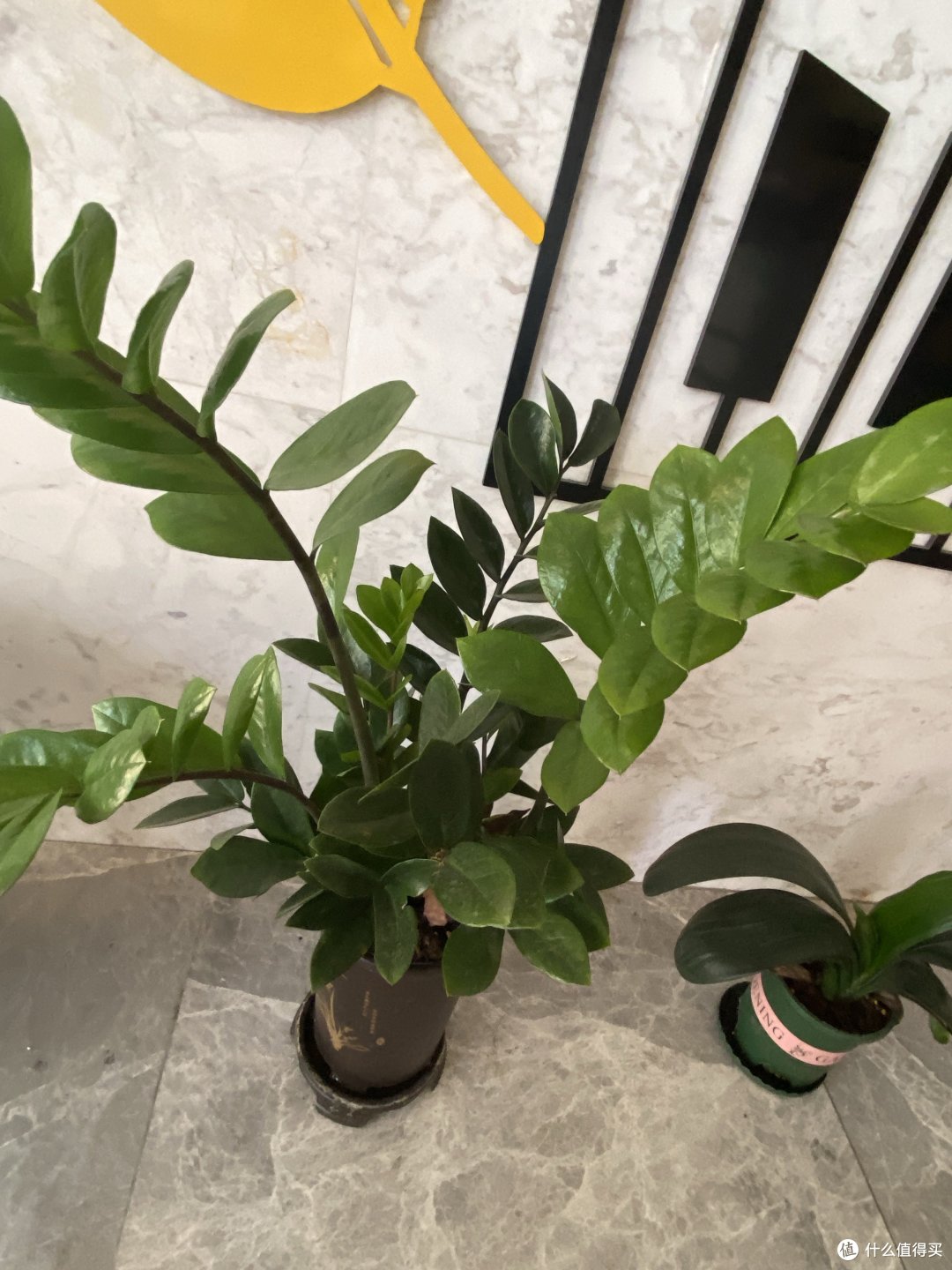 大家知道金钱树吗?寓意吉祥又比较好养的植物,你也试试吧!