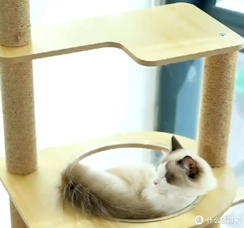 大家来看看我选的猫爬架，给猫主子打造一个嬉戏乐园