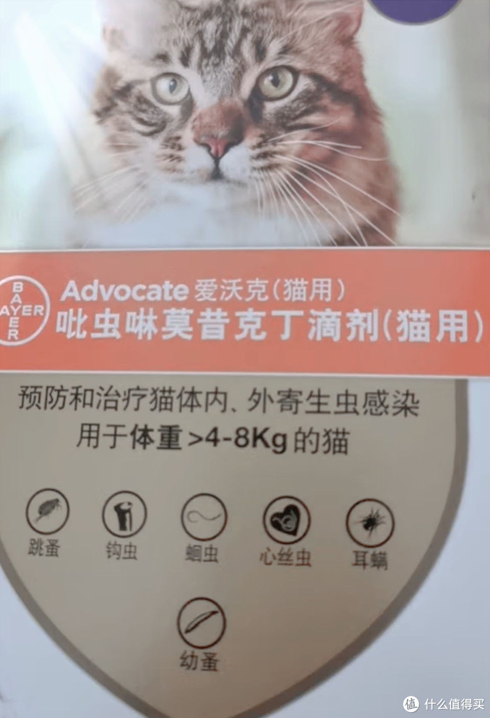 养猫家庭必备的驱虫药