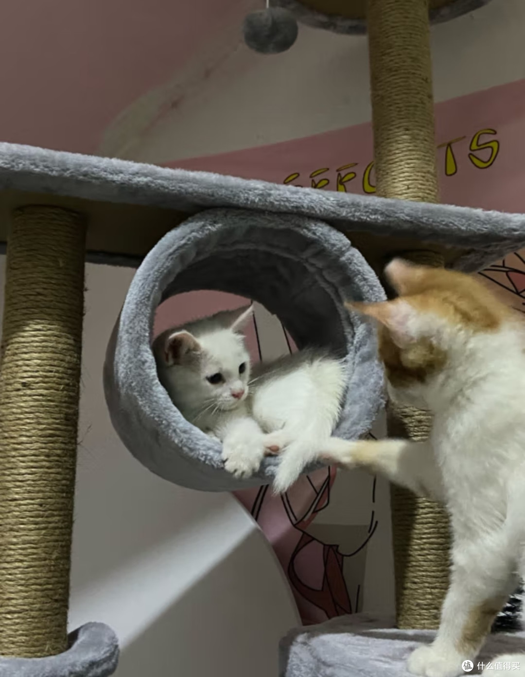这款带猫窝的爬架让人惊叹:猫住的比我好