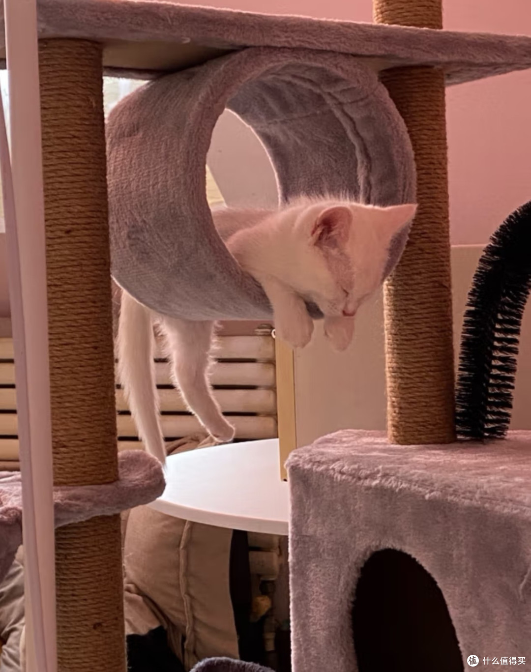这款带猫窝的爬架让人惊叹:猫住的比我好