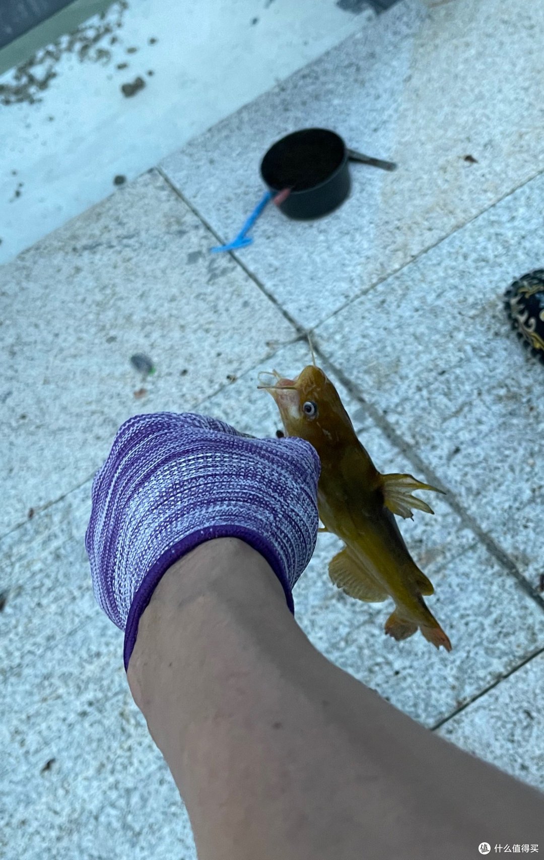 白马湖原来真的有白马!