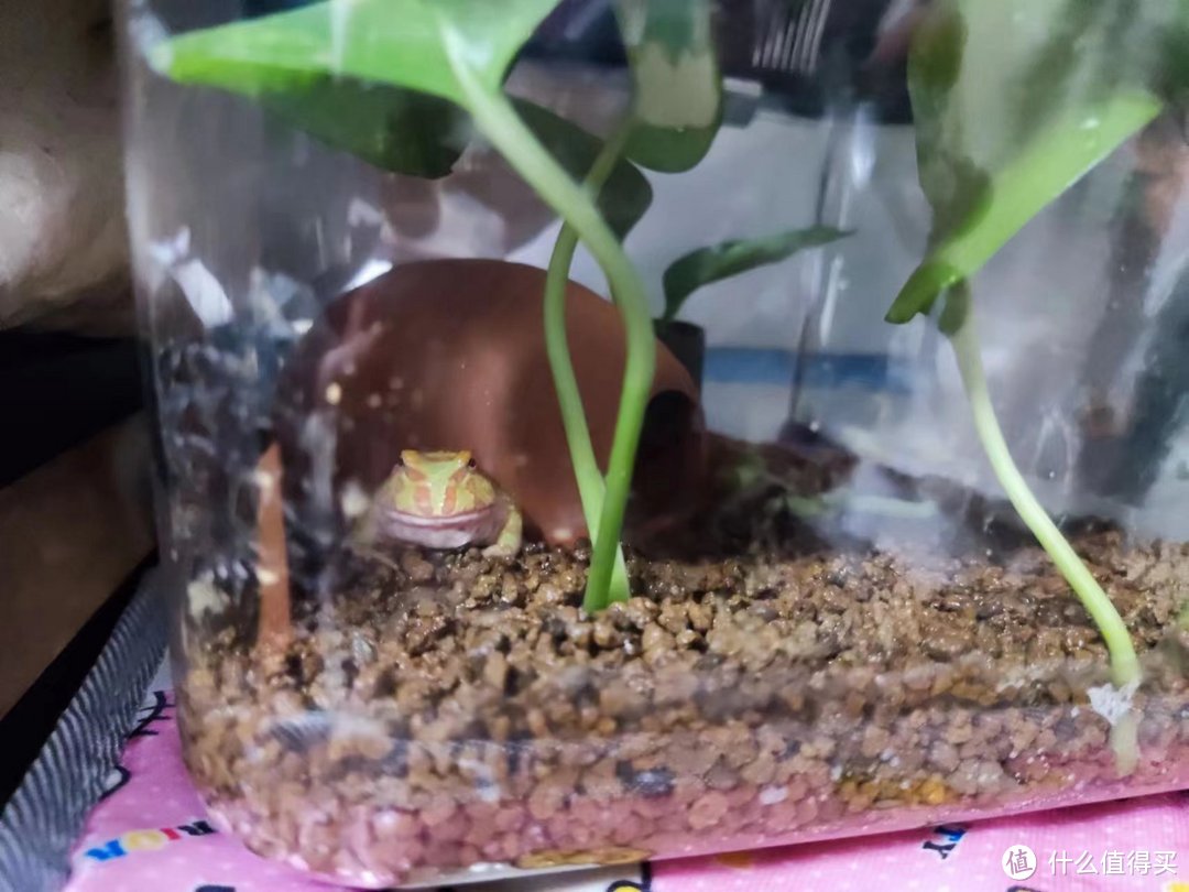 小角蛙很满意自己的新家