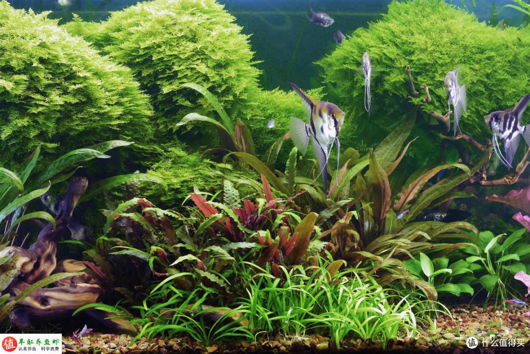 一个小缸,2棵水草,三个螺,搭建一个小型桌面水族箱