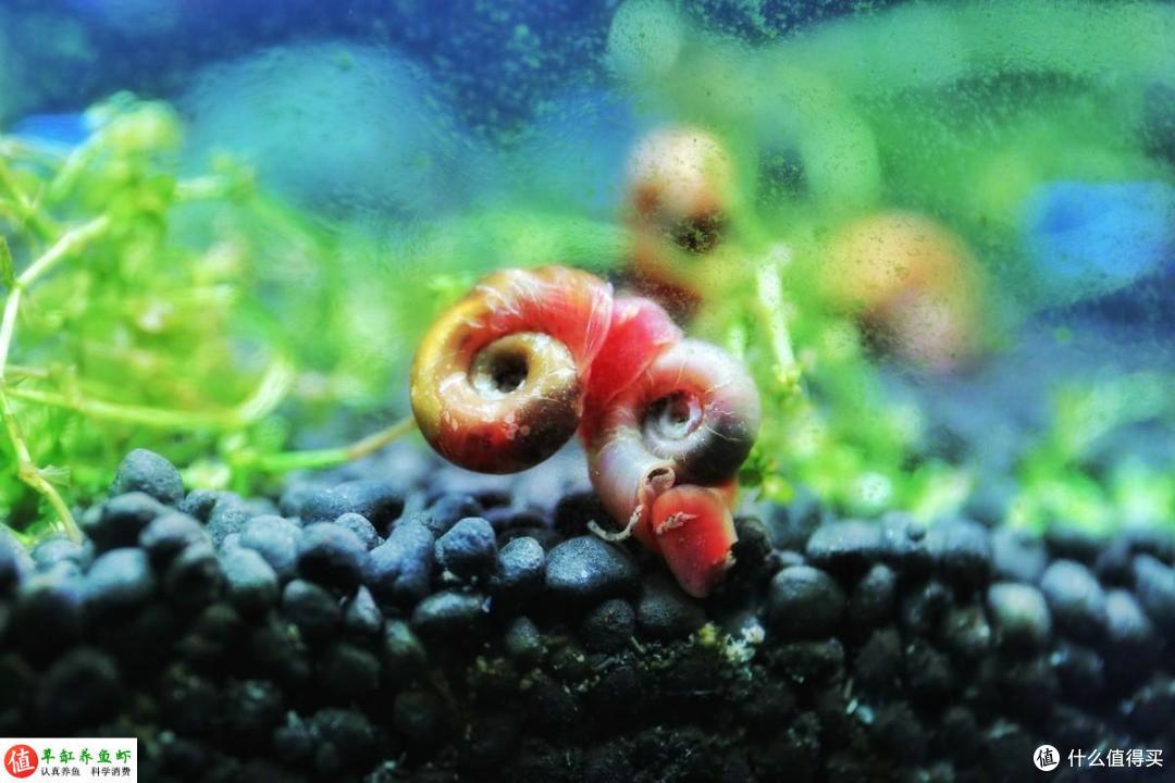 苹果螺