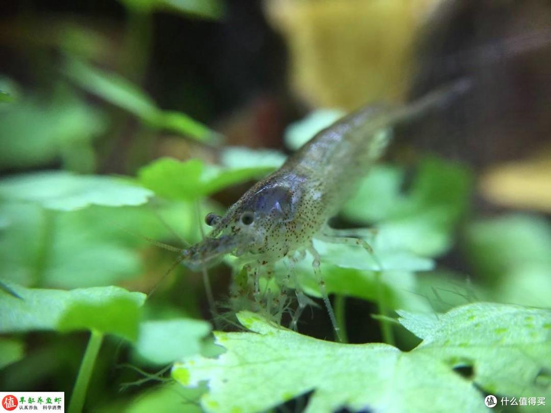 一个小缸,2棵水草,三个螺,搭建一个小型桌面水族箱