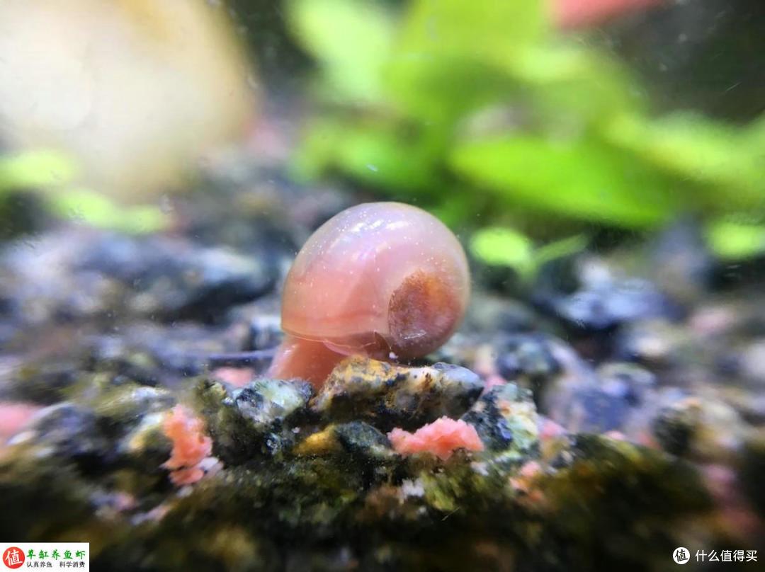 一个小缸,2棵水草,三个螺,搭建一个小型桌面水族箱