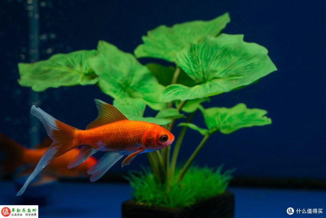 一个小缸,2棵水草,三个螺,搭建一个小型桌面水族箱