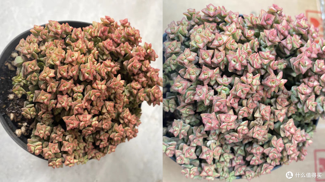 绿植装饰家居,推荐两款好养的多肉植物