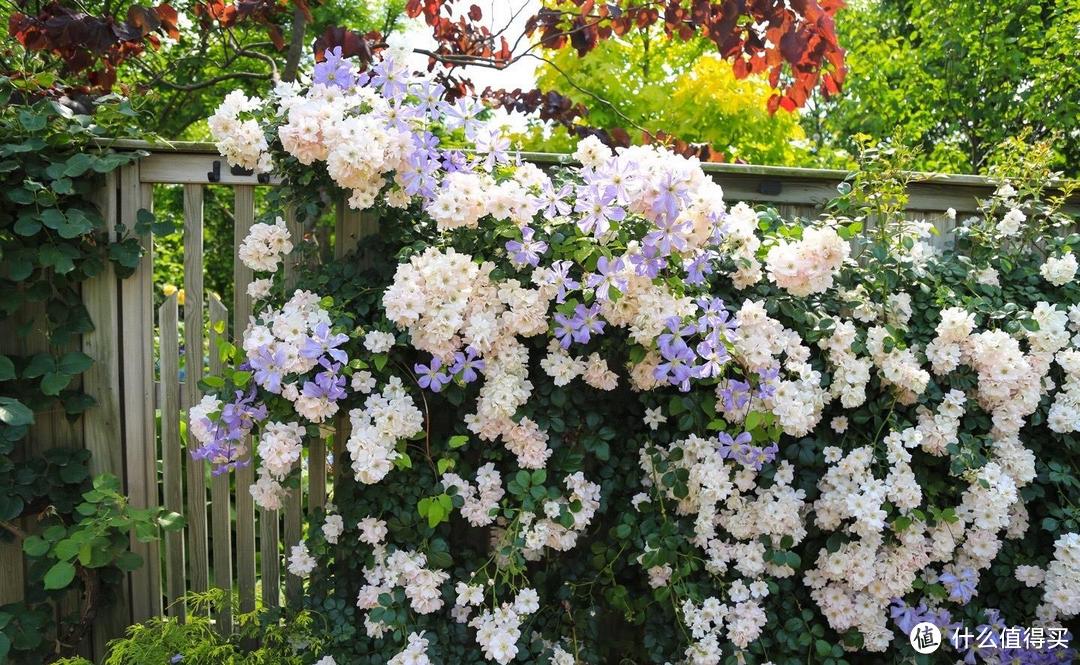 春天的庭院，就养“3种花”，花香花多爬满围墙，一株能开千朵花