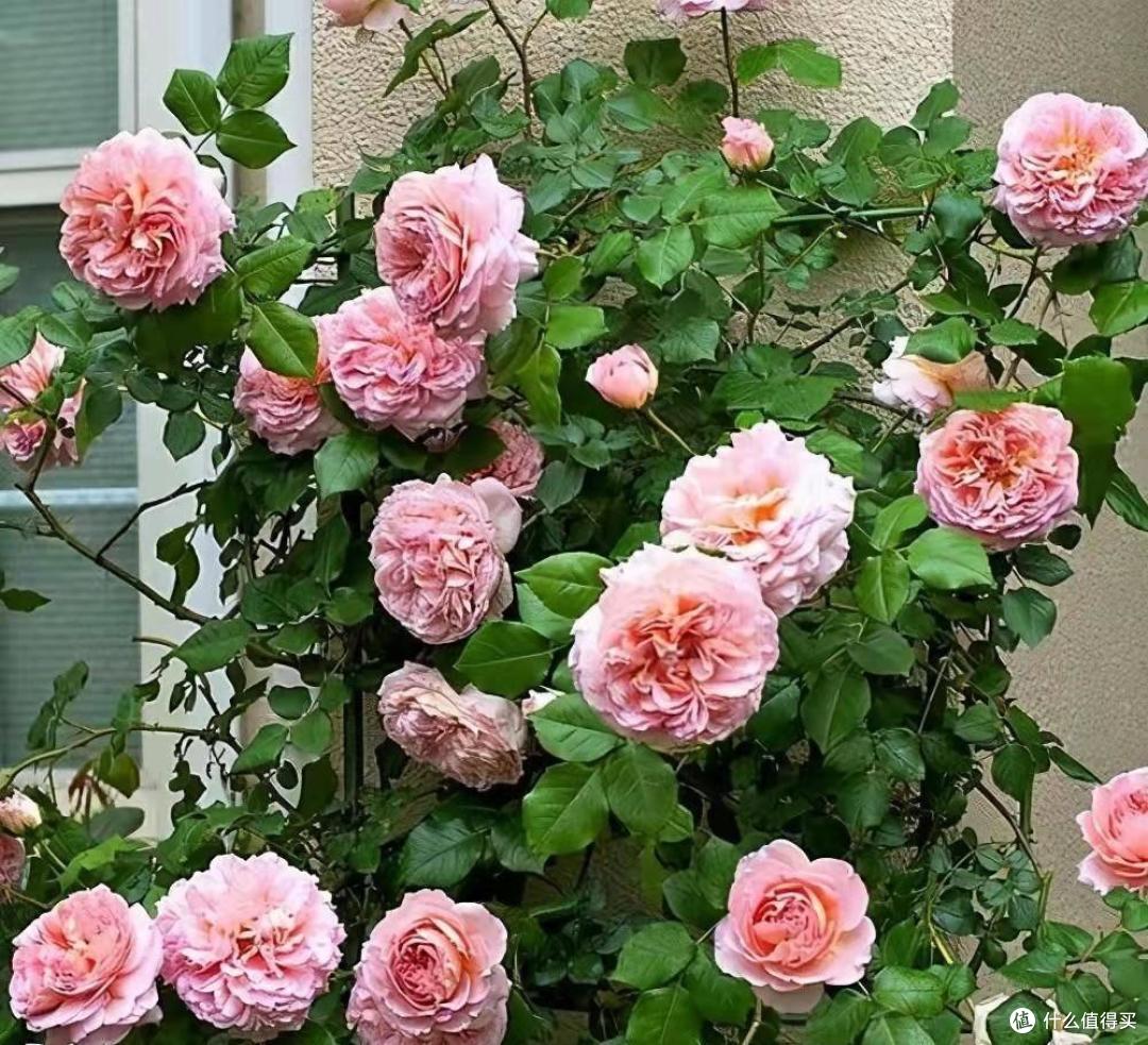 春天的庭院，就养“3种花”，花香花多爬满围墙，一株能开千朵花