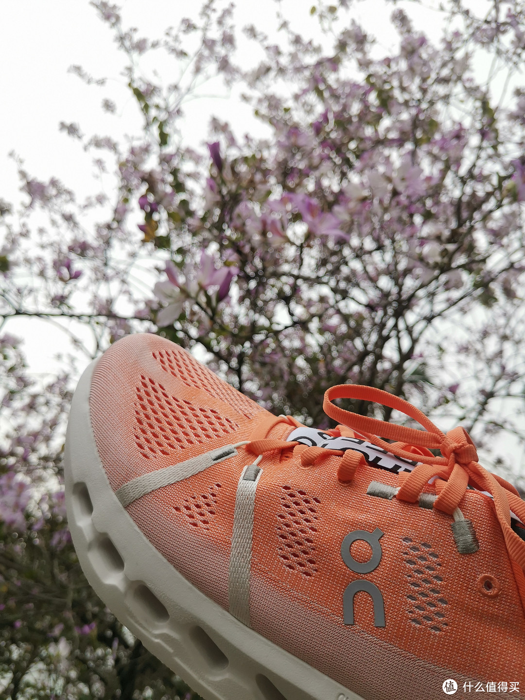 柳州满大街的紫荆花映衬着Cloudsurfer跑鞋