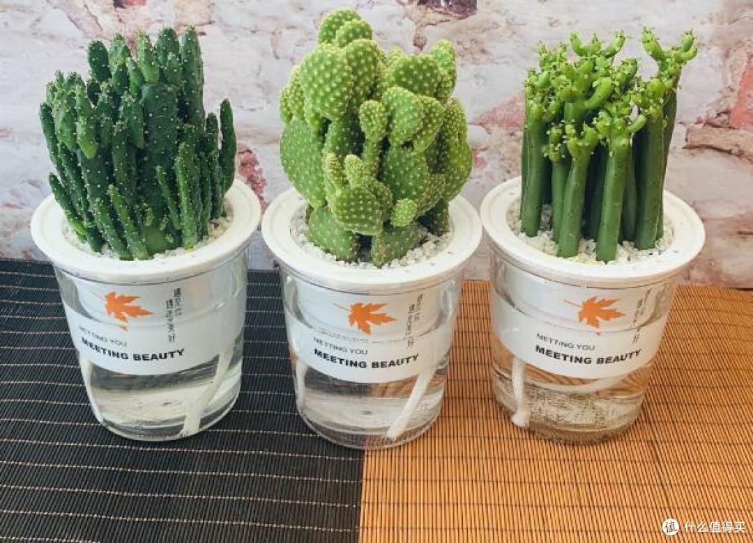 四种家里非常适合培养的盆栽植物分享给你,是真的很好养!