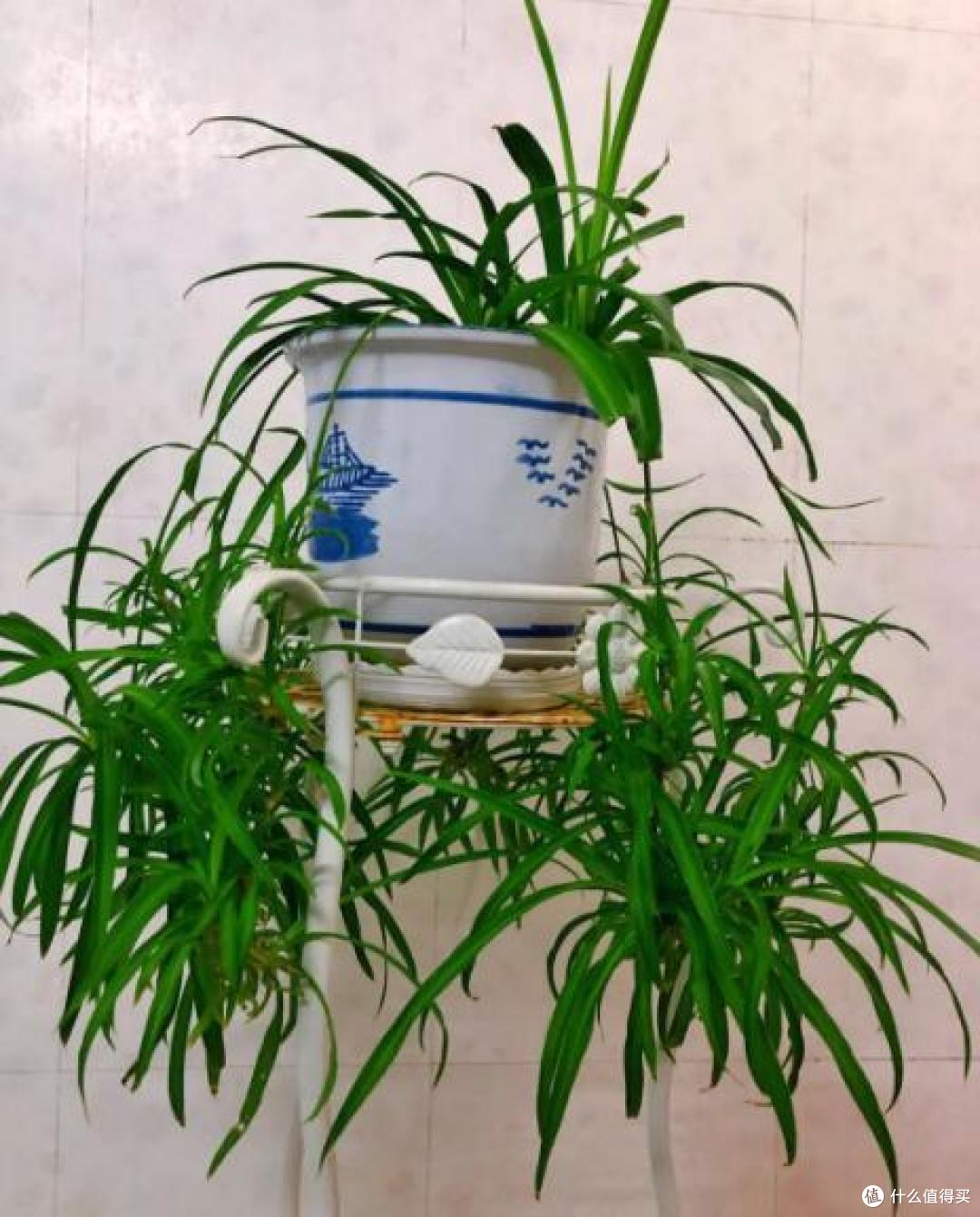 四种家里非常适合培养的盆栽植物分享给你,是真的很好养!