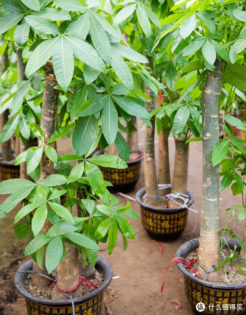 3种花，比发财树好养百倍，大气美观长势旺寓意好，养家里太赞了