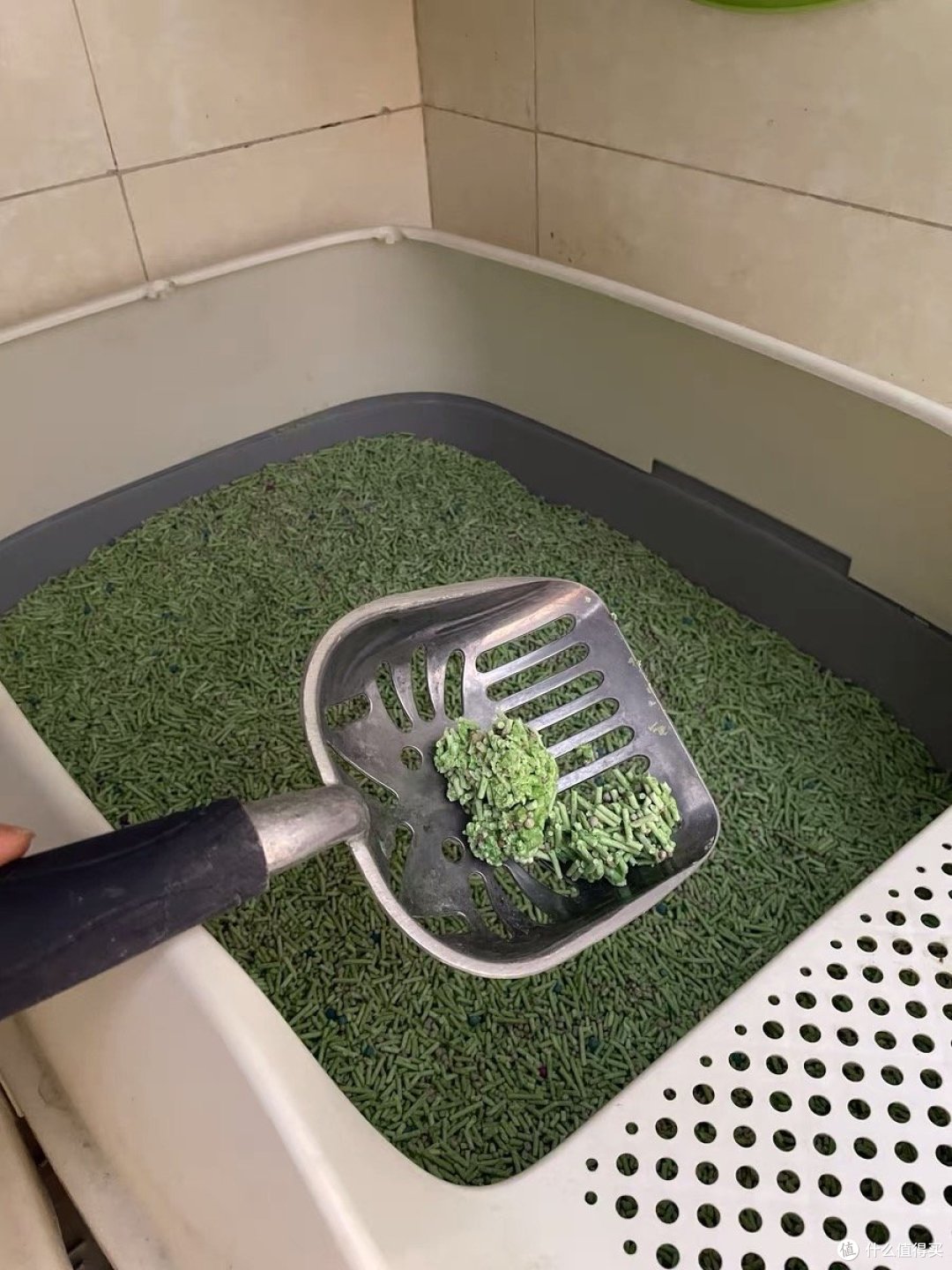 新手养猫需要准备哪些好物呢