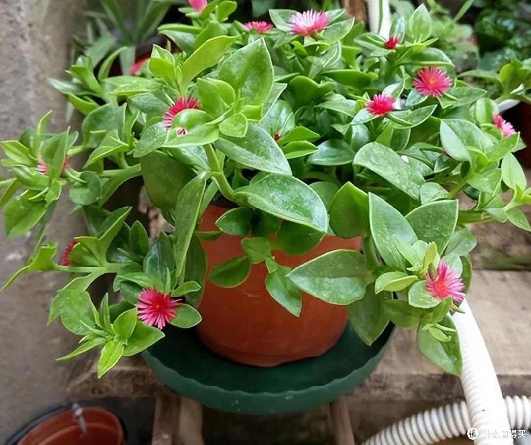 “4种水”浇花特别好,能当肥料,花草疯长,花朵鲜艳,开到爆盆